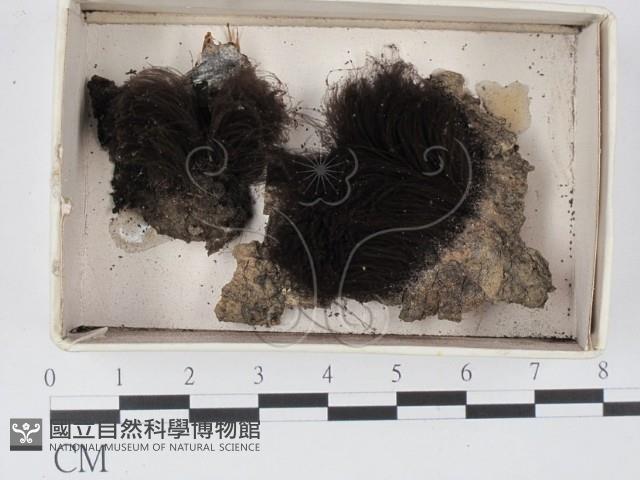 登錄號:F0021335藏品圖，第1張
