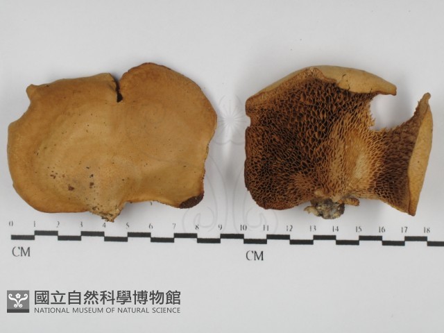 多孔菌屬藏品圖，第1張