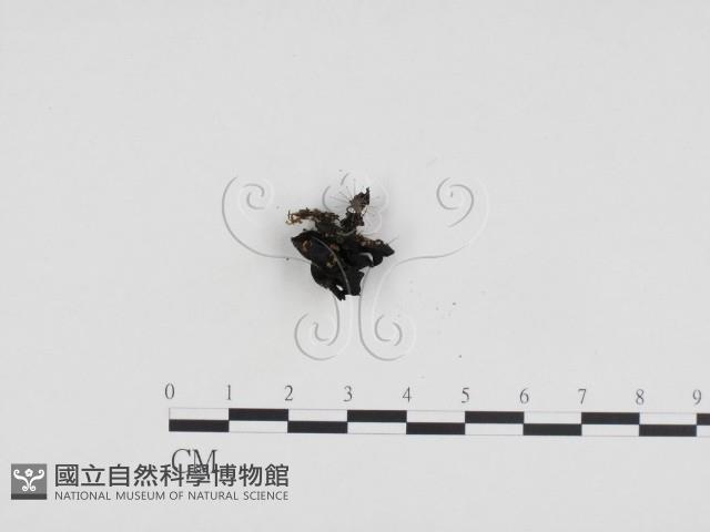 登錄號:F0024335藏品圖，第1張
