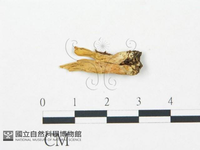 登錄號:F0004335藏品圖，第1張