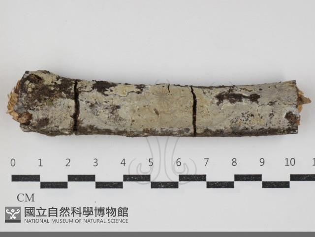 登錄號:F0034335藏品圖，第1張