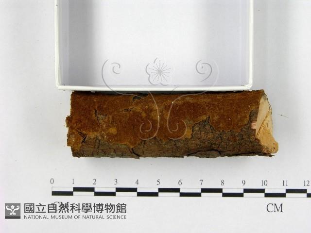 刺革菌屬藏品圖，第1張