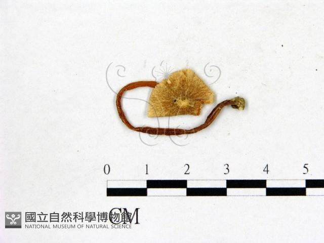 登錄號:F0002335藏品圖，第1張