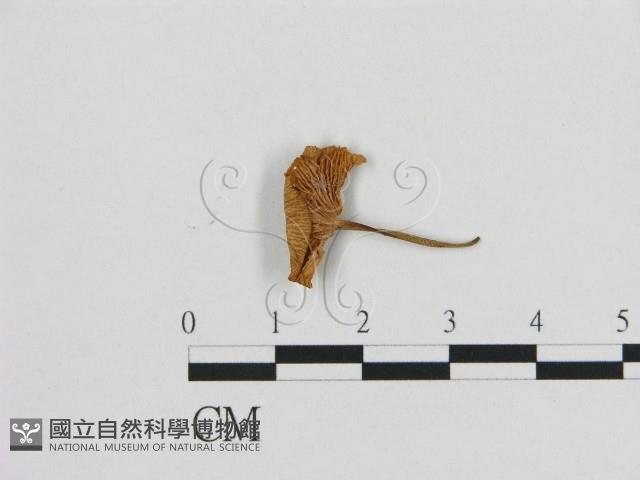 小皮傘屬藏品圖，第1張