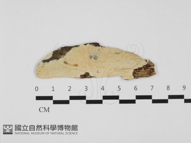 顯絲菌屬藏品圖，第1張