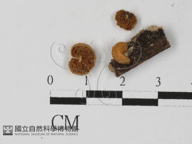 登錄號:F0027335藏品圖，第1張