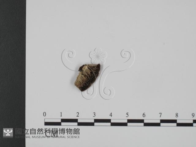 登錄號:F0007335藏品圖，第1張