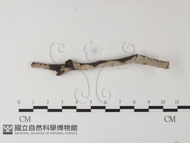 筍殼菌屬藏品圖，第1張