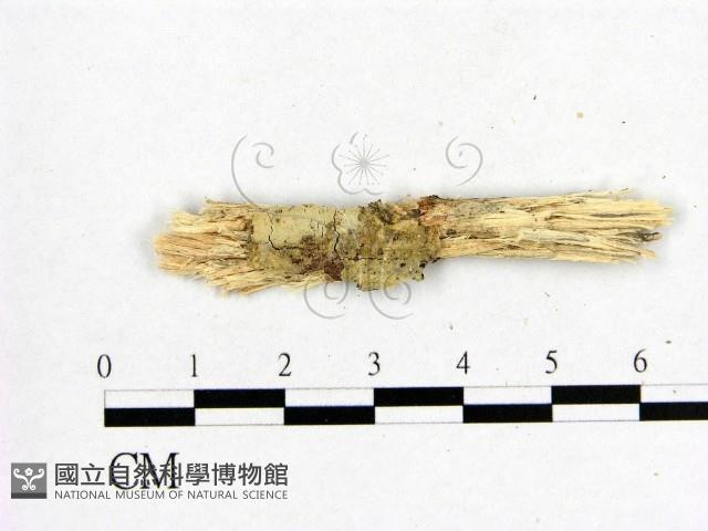 登錄號:F0005335藏品圖，第1張