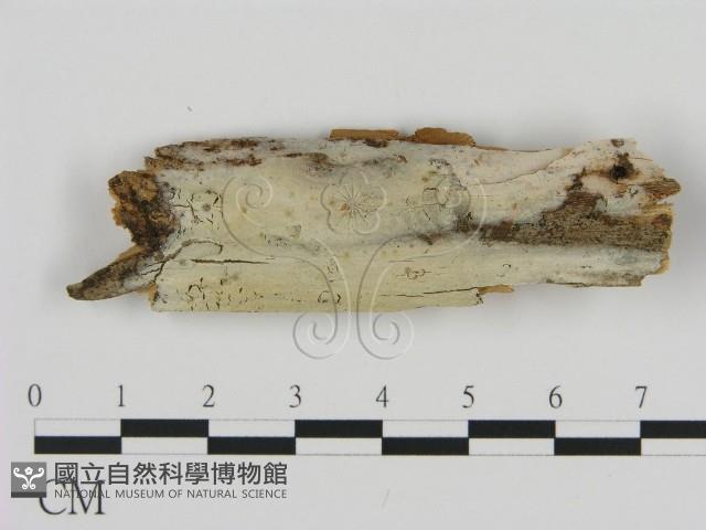 登錄號:F0015335藏品圖，第1張