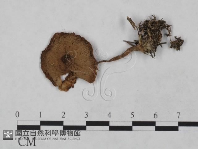 登錄號:F0023335藏品圖，第1張