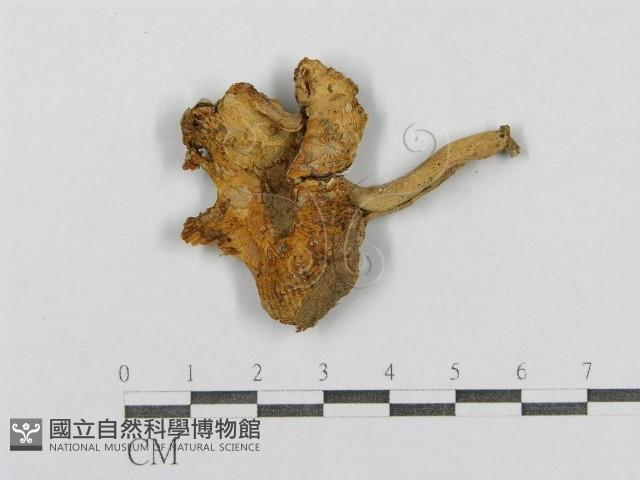 紅菇屬藏品圖，第1張