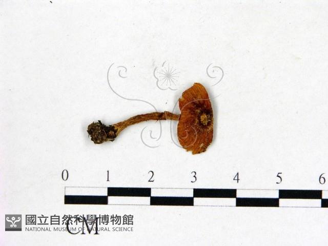 登錄號:F0013335藏品圖，第1張