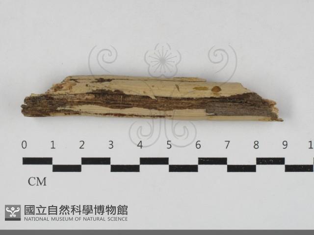 登錄號:F0033335藏品圖，第1張