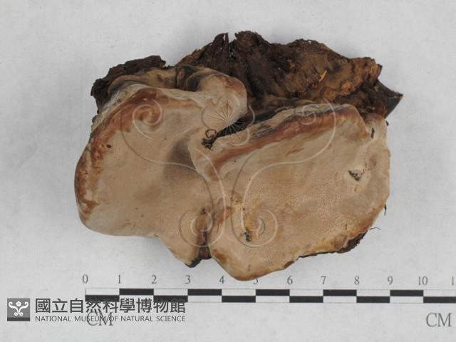 靈芝屬藏品圖，第1張