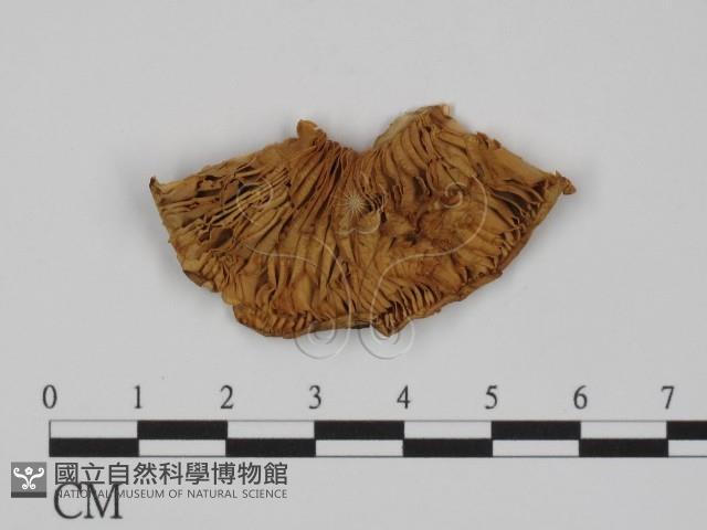 登錄號:F0008275藏品圖，第1張