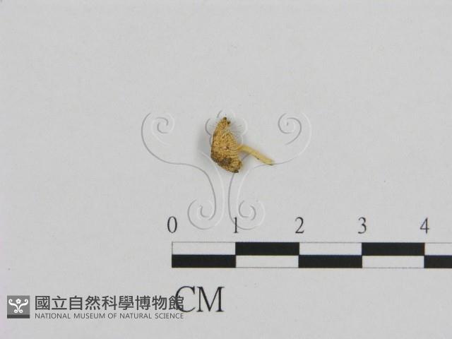 小菇屬藏品圖，第1張