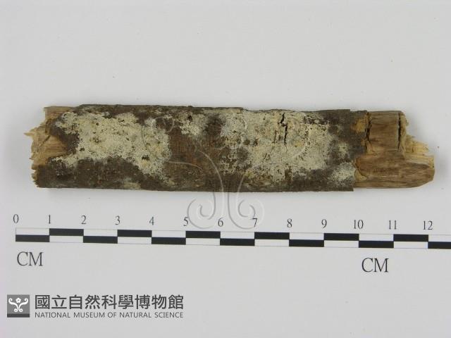 剛毛絲皮菌藏品圖，第1張