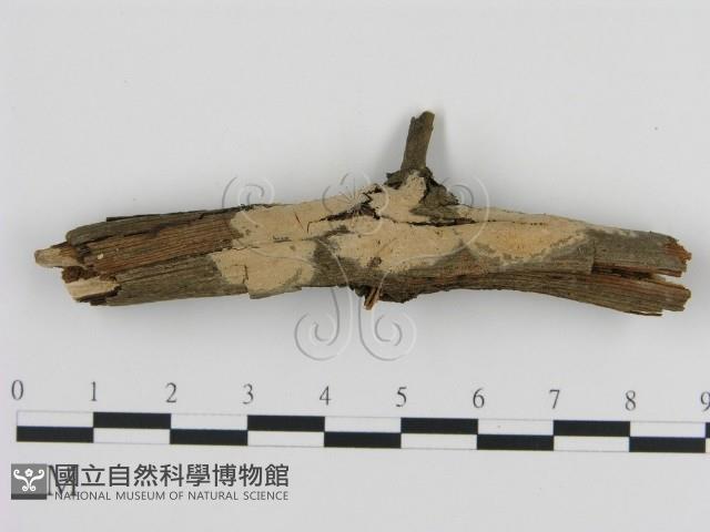 登錄號:F0010275藏品圖，第1張