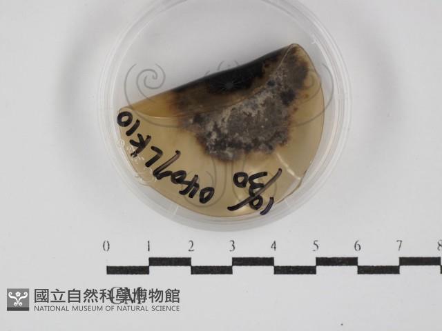 登錄號:F0030275藏品圖，第1張