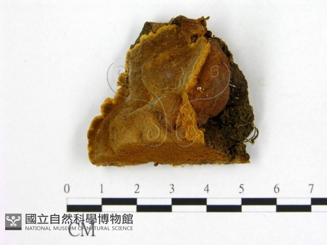 登錄號:F0006275藏品圖，第1張