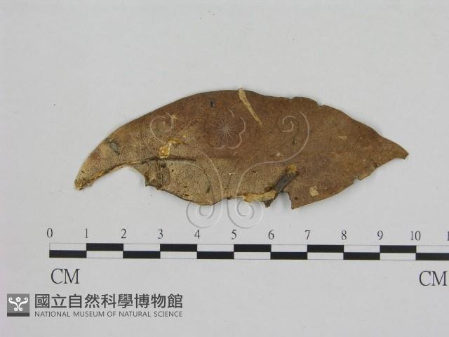 小菇屬藏品圖，第1張