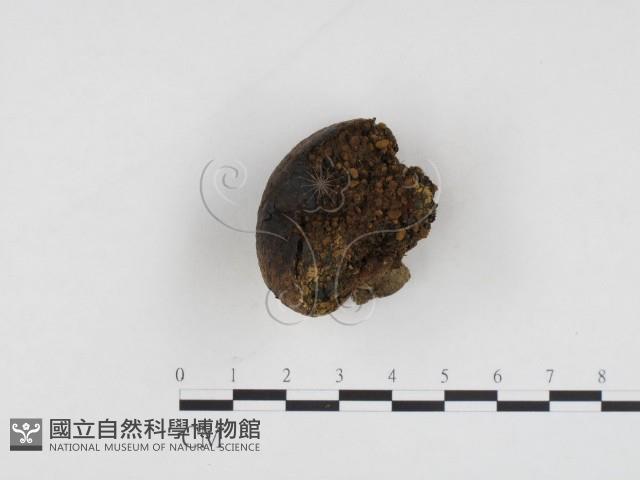 登錄號:F0024275藏品圖，第1張