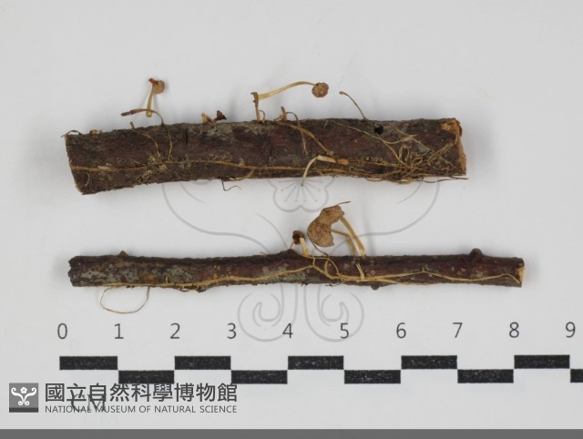 登錄號:F0034275藏品圖，第1張