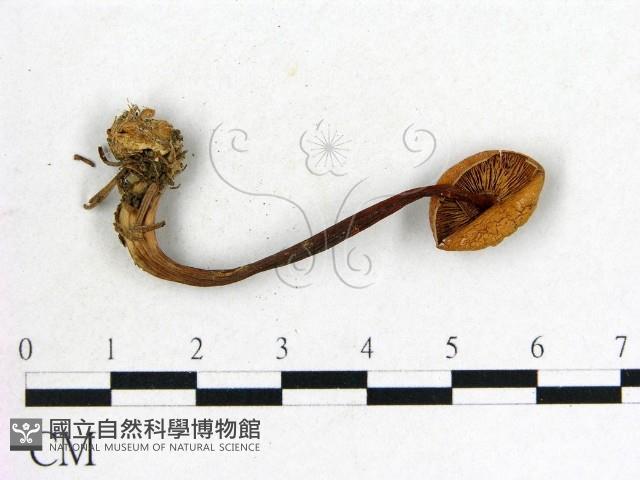 登錄號:F0022275藏品圖，第1張