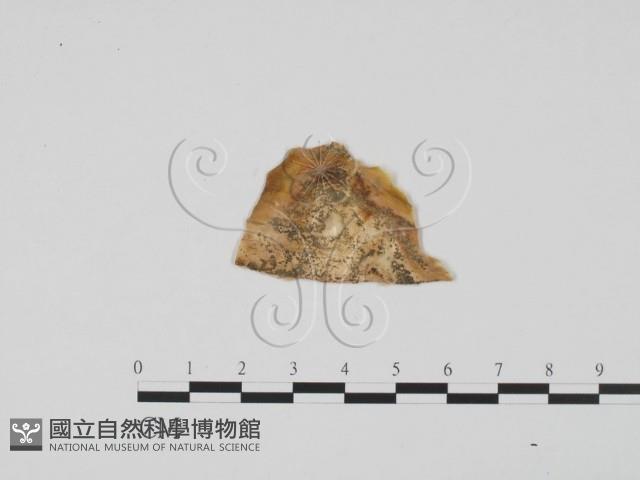 登錄號:F0012275藏品圖，第1張