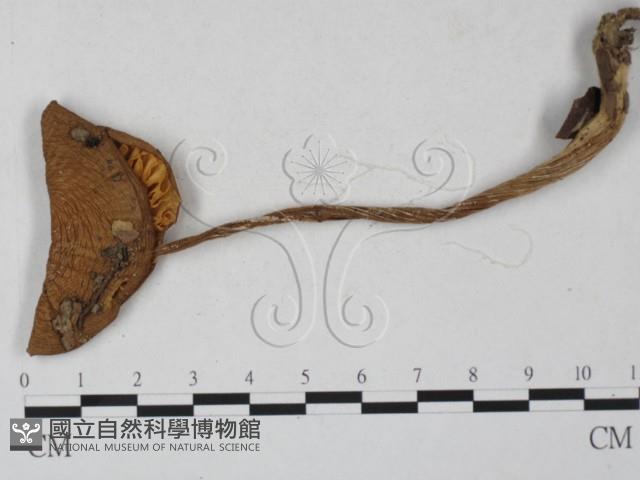 登錄號:F0027275藏品圖，第1張