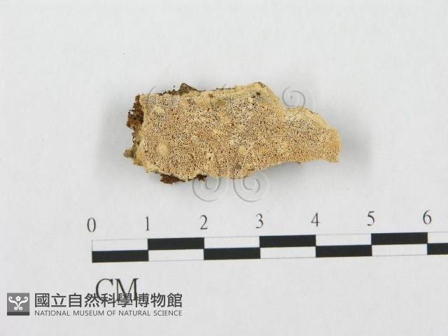 Accession Number:F0007275 Collection Image, Figure 1, Total 4 Figures