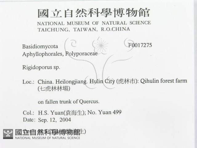 硬孔菌屬藏品圖，第3張