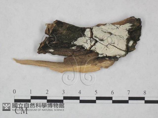 冇骨消絲齒菌藏品圖，第1張