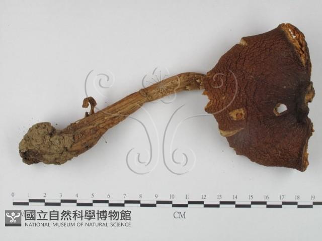 登錄號:F0005275藏品圖，第1張