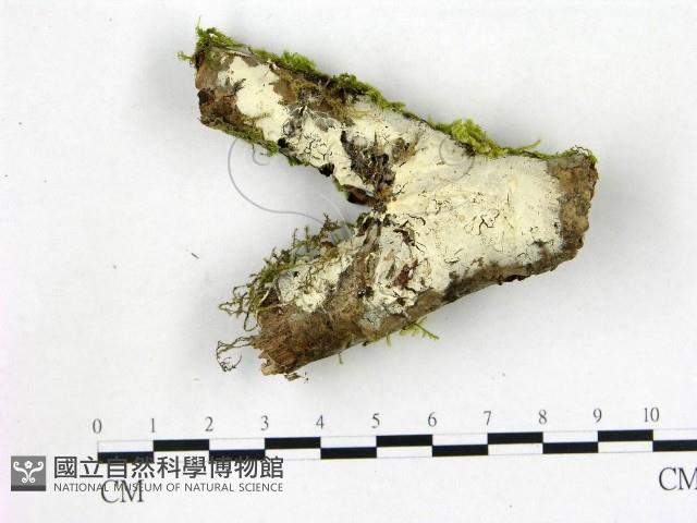 登錄號:F0015275藏品圖，第1張