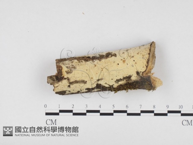 冇骨消絲齒菌藏品圖，第1張