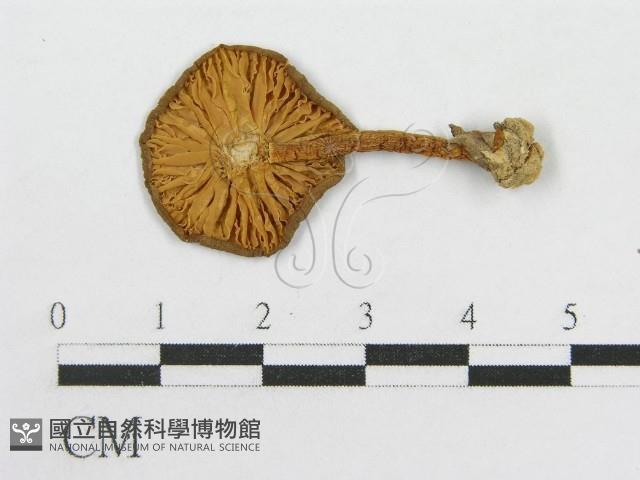 粉褶菌屬藏品圖，第1張