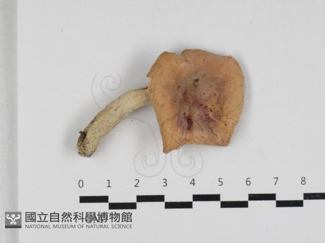 紅菇屬藏品圖，第1張