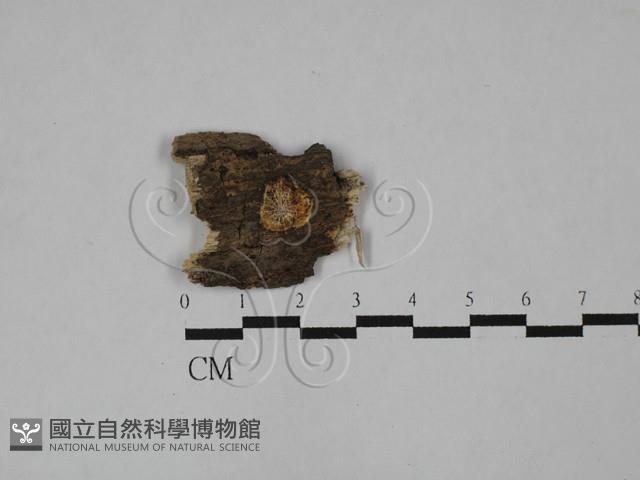 Accession Number:F0028875 Collection Image, Figure 1, Total 2 Figures