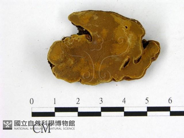 登錄號:F0008875藏品圖，第1張