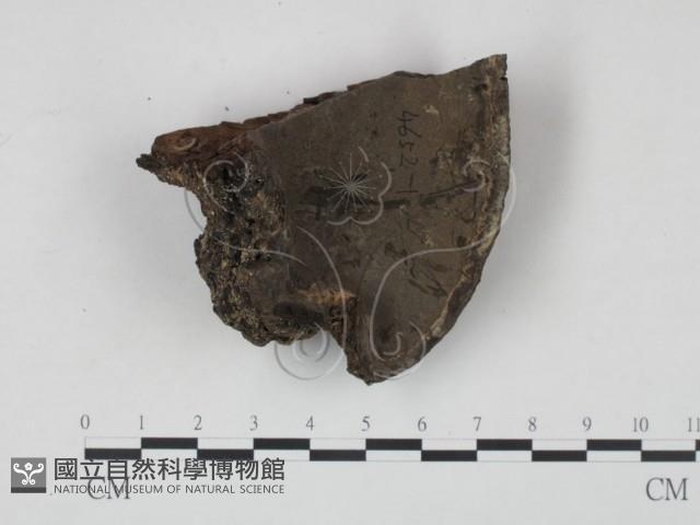 登錄號:F0018875藏品圖，第1張