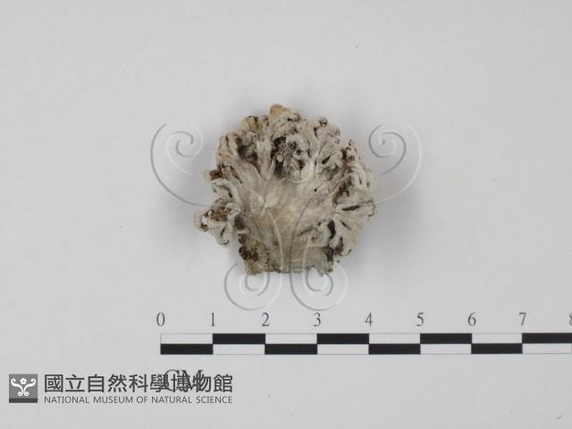 裂褶菌藏品圖，第1張