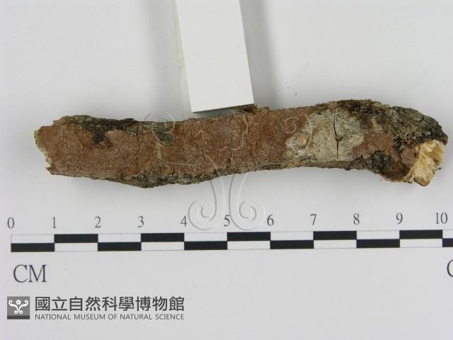 刺革菌屬藏品圖，第1張