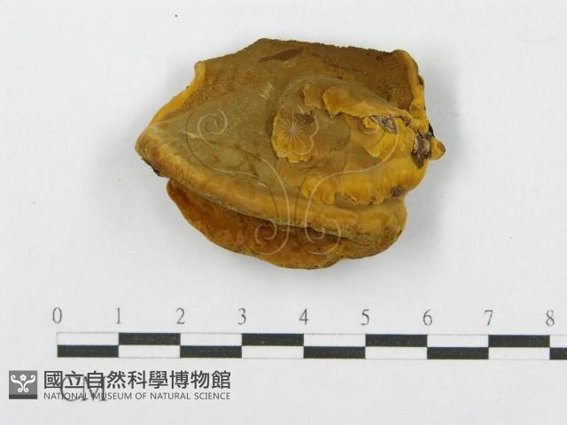登錄號:F0010875藏品圖，第1張