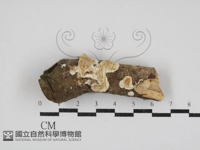 登錄號:F0030875藏品圖，第1張