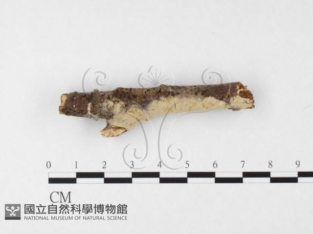 絲齒菌屬藏品圖，第1張