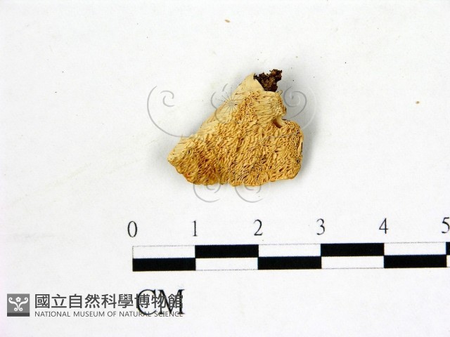 登錄號:F0006875藏品圖，第1張