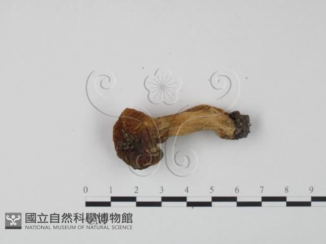 紅菇屬藏品圖，第1張