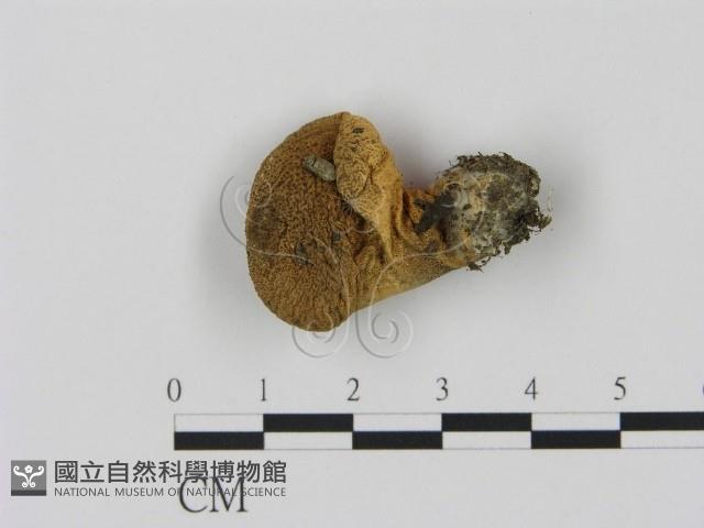 登錄號:F0001875藏品圖，第1張